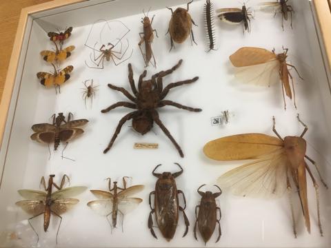 5) Thursday, May 3, 2018 - Cleveland Museum of Natural History Members Behind-The-Scenes Night