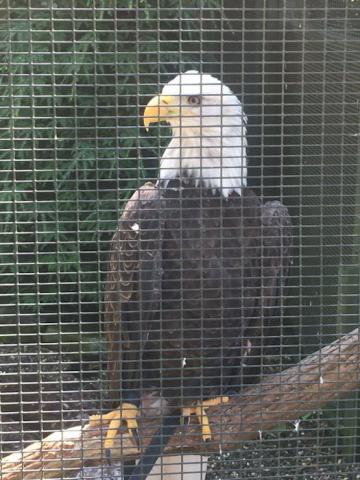 Apollo, the eagle, was magnificent! Visit the Kevin P. Clinton Wildlife Center.