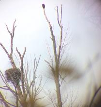 Eagle Nest at Mentor Marsh