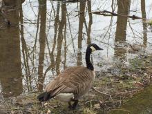  Canada Goose in Cleveland Metroparks on March 20, 2020