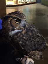 Always fun to be able to get close to the animals at the Cleveland Museum of Natural History