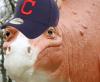 Stuart's image of Steggie supporting the Cleveland Indians